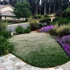 The other option is to dig up your lawn and plant a garden, which is the solution mr macinnis recommends. California Lawn Alternatives Drought Tolerant Grass And Groundcovers