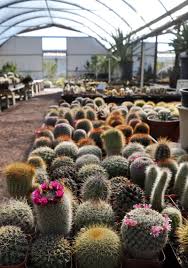 These 7 Awesome Plant Stores Will Help Up Your Interior Design Game Gq