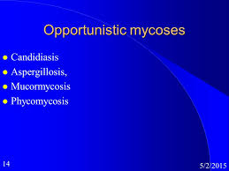 These molds live throughout the environment. Medical Mycology Classification Of Mycoses Ppt Video Online Download