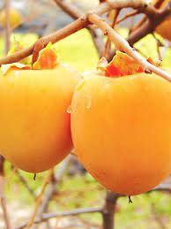 Medlar trees are one of few fruit trees that ripen in winter, making them ideal for gardeners seeking late season fresh fruit. Buy Unusual Fruit Trees Online The Tree Center
