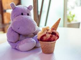 tiny hippo enjoys the tastes of italy hippo hippopotamus tiny