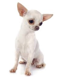 Teacup deer head chihuahua puppy. Deer Head Chihuahua Vs Apple Head Chihuahua Animalso