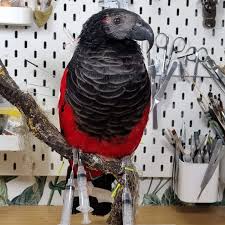 Image result for Psychotria articulata