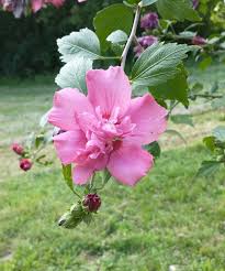 Image result for Dasylepis eggelingii