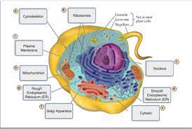 Older students can be challenged to identify and label the animal cell parts. Biology Unit 2 Flashcards Quizlet