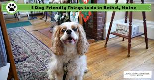 Find what to do today, this weekend, or in july. 5 Dog Friendly Things To Do In Bethel Maine Raising Your Pets Naturally With Tonya Wilhelm