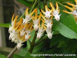 Image result for hoya multiflora