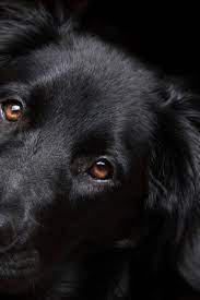Pin On Dog Senses