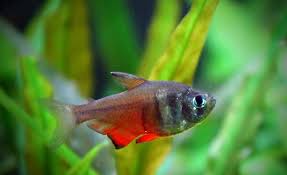 Οι καλύτεροι πίνακες του χρήστη tetras community. Flame Tetra Care Guide Tank Size Tank Mates Lifespan Diet