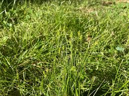 Image result for Acroceras macrum