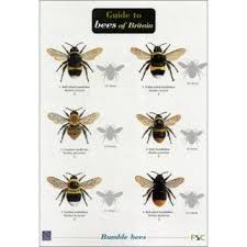 guide to bees of britain fold out chart bee identification