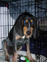 8:49 alexandros fanoyrakis 1 355 просмотров. Bluetick Coonhound Dog Breed Information And Pictures