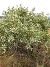 Image result for Ozoroa viridis