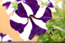 Ultra Crimson Star Petunia With White Strips Orchid Varieties Flower Show Petunias