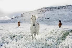 Beautiful Animals - The Best Animal Photos Of 2019