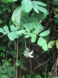 Image result for Abrus melanospermus