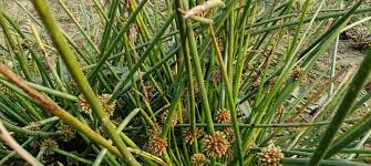 Image result for Schoenoplectiella