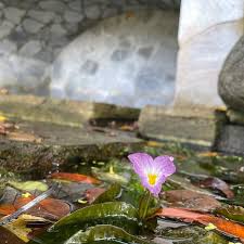 Image result for Ottelia kunenensis