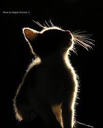 Shutter Sisters One Word Project Cat Photography Dog Photography Studio Animal Photography