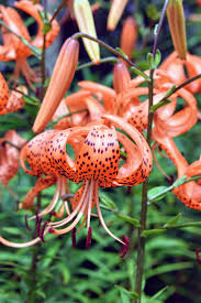 Barrie's 1904 play peter pan, or the boy who wouldn't grow up, his 1911 novel peter and wendy,. The Blooming Tiger Lilies Along My Pergola The Martha Stewart Blog