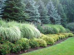 Front yard landscaping ideas the colorful gangs. Blue Spruce Houzz