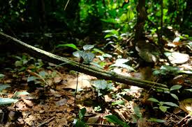 Image result for Diospyros crassiflora