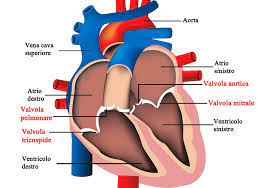 Se rimane lieve (minima insufficienza mitralica)puoi star così per il resto della vita (così ma hanno spiegato) e controllarti ogni tanto (ogni 2. Insufficienza Della Valvola Mitralica Lieve Moderata Severa Sintomi Diagnosi E Terapia Medicina Online