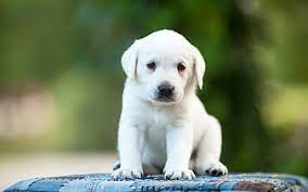 Puppy And Kitten Friendship Cute Animals Retriever Dog Cat White Retriever Puppy Hd Wallpaper Peakpx