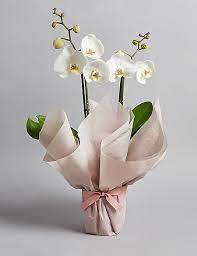 Gift Wrapped Orchid House Plant M S Buket Bunga Anggrek Buket