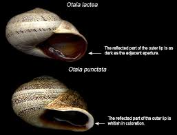 Image result for Isoglossa punctata