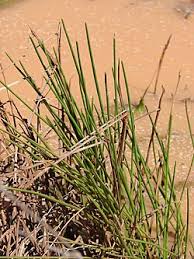 Image result for Eleocharis cubangensis