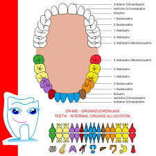 Wechselwirkungen Von Zahnproblemen Mit Organismus