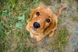 Too Cute Cute Animals Animals Baby Animals