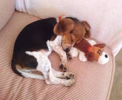 Cute beagle puppy asking for a treat before a walk. The Beagle Heat Cycle Females In Season