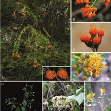 Image result for Distephanus divaricatus