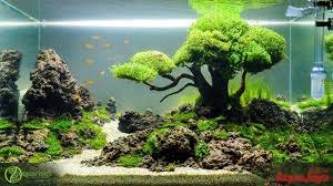 Pin By Christine Eublera On Aquarium Ideas Aquarium Landscape Aquascape Aquarium Aquarium Fish Tank