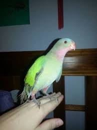 Never Found Princess Parrot Bird Thornlands Queensland Qld Australia L31059 Losing A Pet Parrot Bird Parrot