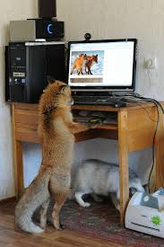 Image result for rare cute  animals