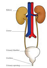 Human excretory system diagram human excretory system consists of a pair of kidneys, a pair of ureters, a urinary bladder and urethra. Draw A Diagram Of The Human Excretory System And Label The Various Parts