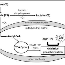 So it is called as the structural and functional unit of life. Energy Production Pathways In Animal Cells Download Scientific Diagram