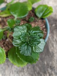 Image result for Plectranthus verticillatus