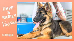 We have had pets for almost fifty years. Vaccine Dhpp Anti Rabies Pet Vaccine Tempe Pet Clinic Youtube