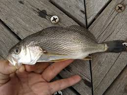 釣って食べたい イシモチ とは その釣り方と美味しい食べ方をご紹介 暮らし の