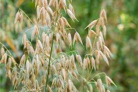 Image result for Avena sativa