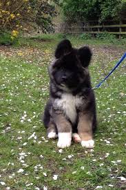 Japanese Akita Long Coat Male Bear Dog Cute Dog Puppy Dogs And Puppies Akita Dog Akita Puppies