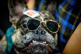Instead of typing cat videos in your search engine, type in pet and animal shows near me, and you'll see. Animals In Costumes Take Center Stage At The Pet Expo Thailand 2020 Lifestyle Photos Gulf News