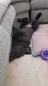 Pin By Jason Szmania On German Shepherd Puppy Part 17 German Shepherd Puppies Shepherd Puppies Puppy Pictures