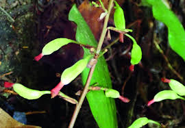 Image result for Renealmia