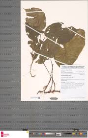 Image result for Begonia clypeifolia