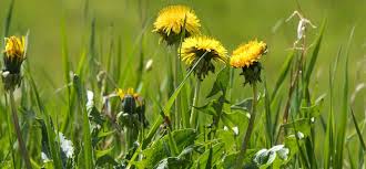 Our helpful guide on how to kill grass in flower beds covers a range of different methods that will help keep use a small garden spade or trowel. Best Way To Kill Dandelions In The Lawn Without Killing The Grass Yard Work Hq